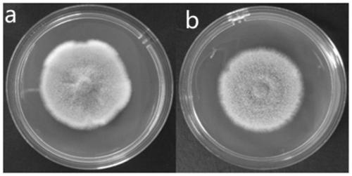 Genetically engineered bacterium delta PlflbC of purpureocillium lavendulum with high sporulation quantity, and construction method and application of genetically engineered bacterium delta PlflbC