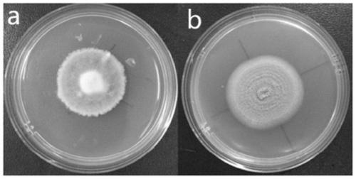 Genetically engineered bacterium delta PlflbC of purpureocillium lavendulum with high sporulation quantity, and construction method and application of genetically engineered bacterium delta PlflbC