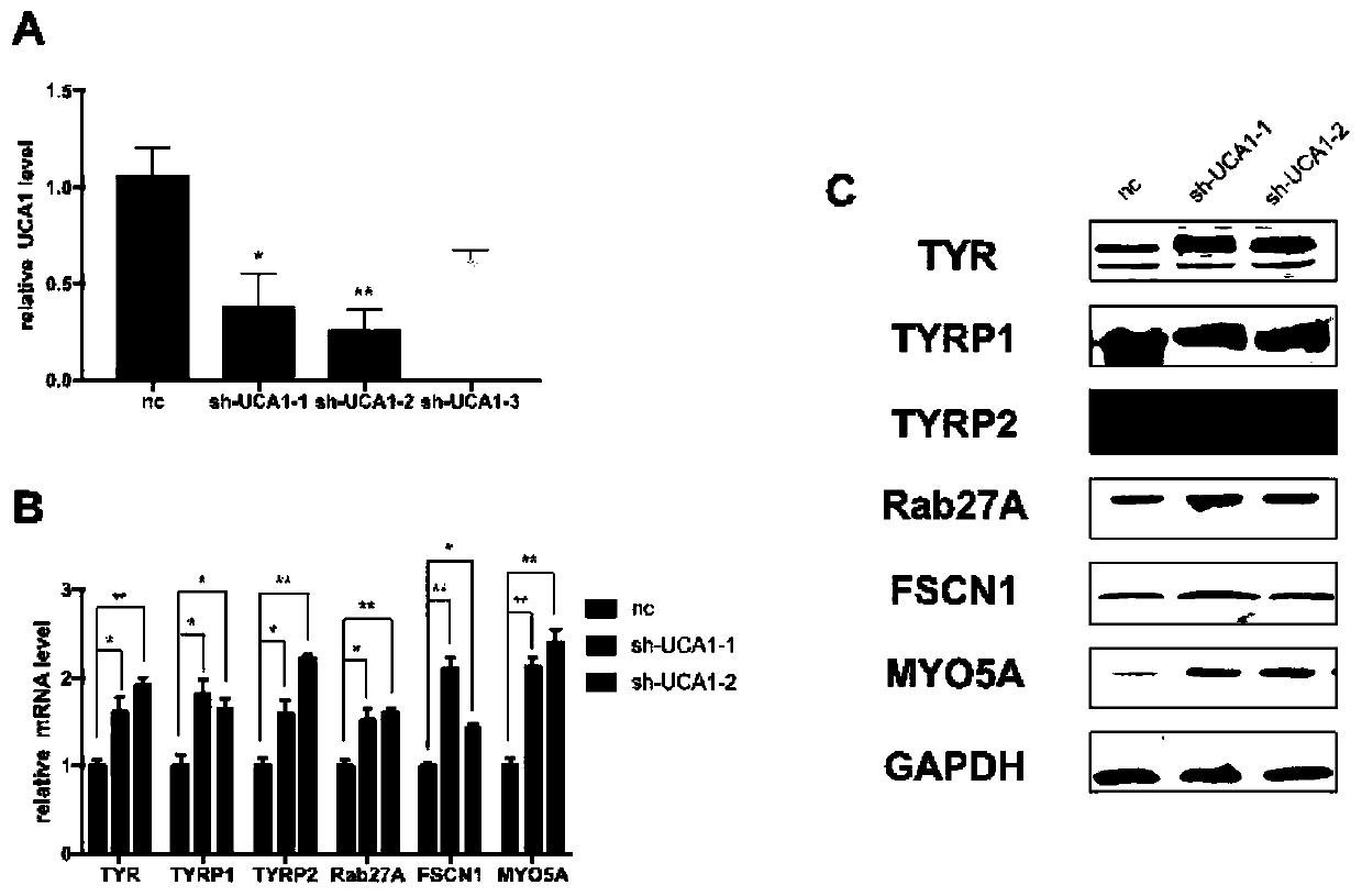 Application of uca1 as a target site in the preparation of drugs for the treatment of hyperpigmented skin diseases