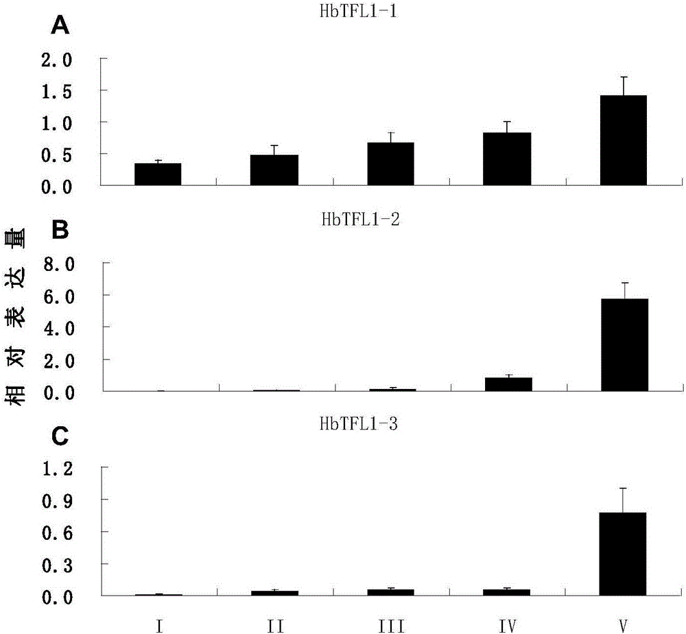 Flowering regulatory protein HbTFL1-3 of rubber tree and encoding gene and application thereof