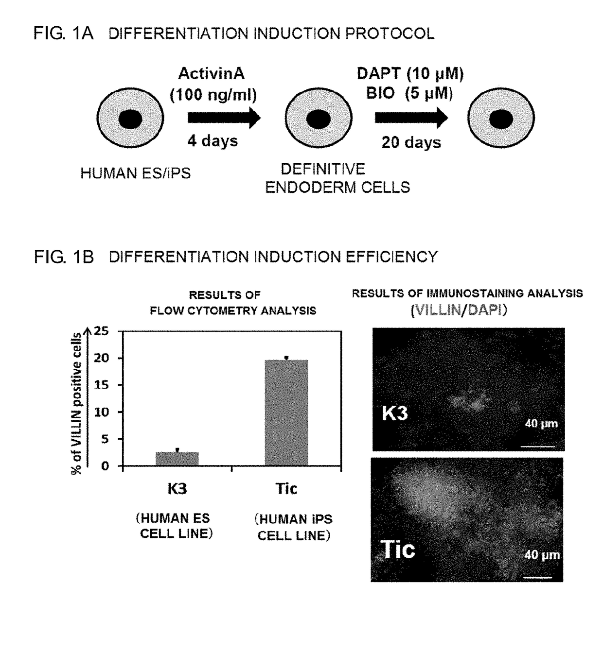 Intestinal Epithelioid Cells