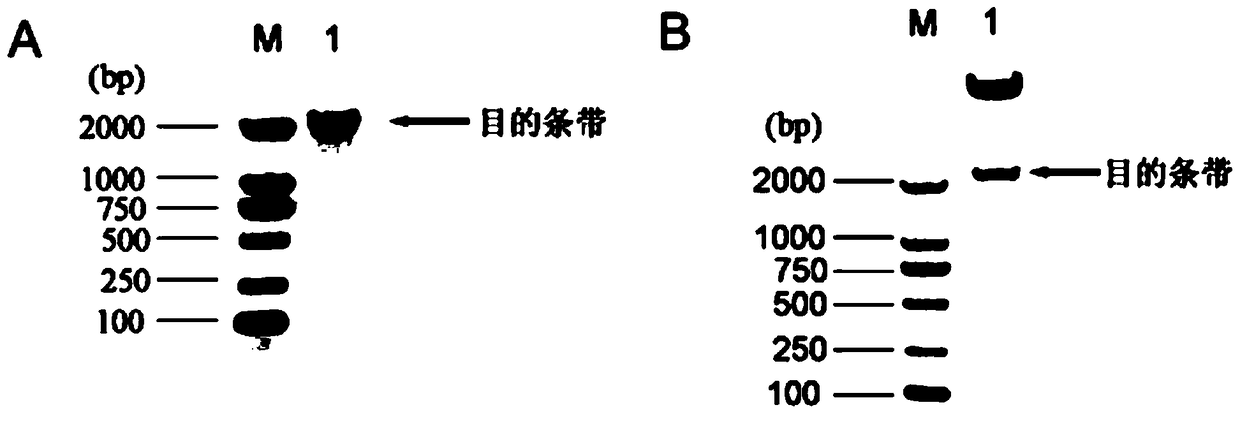 A kind of seed coat specific expression promoter and its application