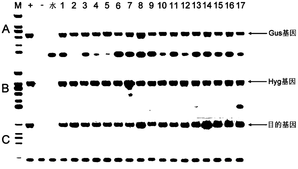 A kind of seed coat specific expression promoter and its application