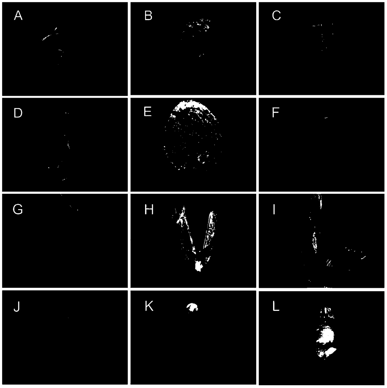 A kind of seed coat specific expression promoter and its application