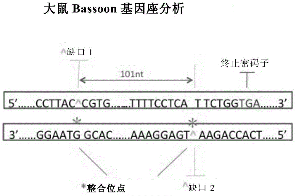 Gene knock-in composition and use method and application thereof