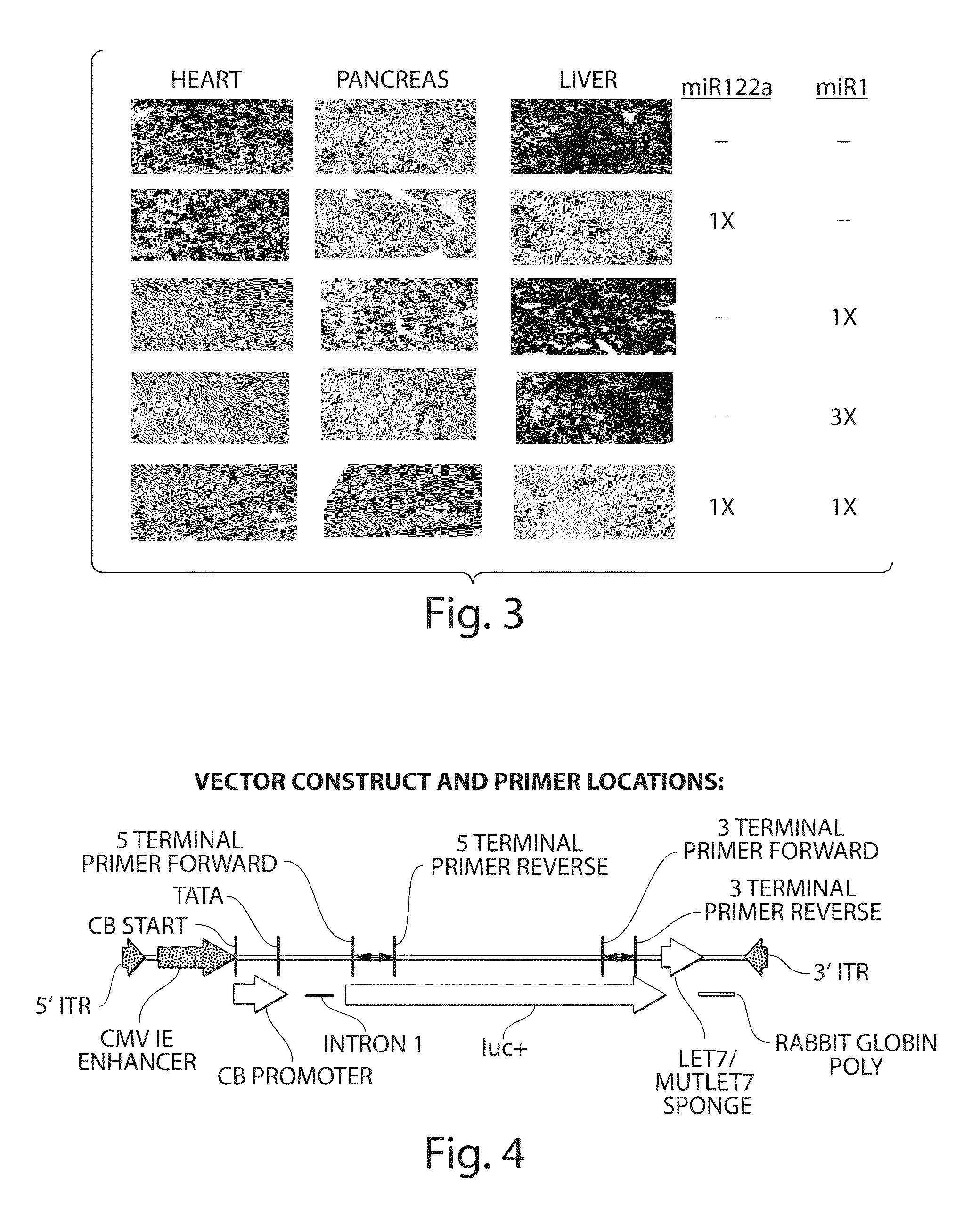 Isolation Of Novel AAV'S And Uses Thereof