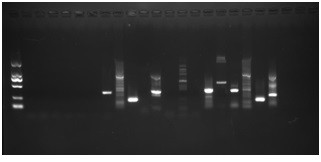 A saline-alkali-resistant molecular marker c72 of Portunus trituberculatus and its application