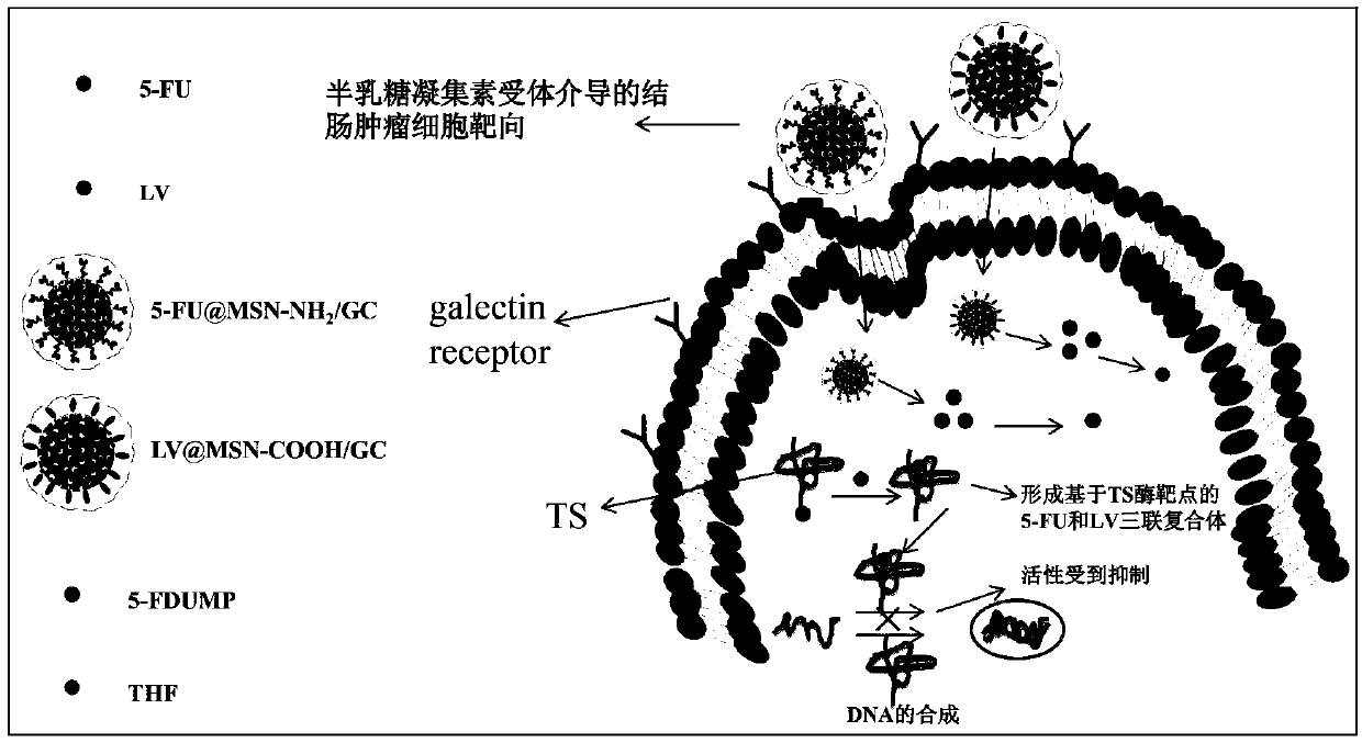 Galactosylated chitosan coated mesoporous silica carrier and application thereof