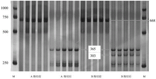 Grain weight molecular marker for wheat and application of grain weight molecular marker in breeding