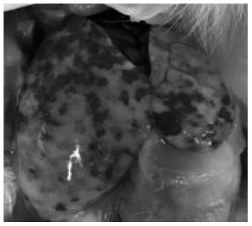 A method for preparing multiple yolk antibodies for waterfowl