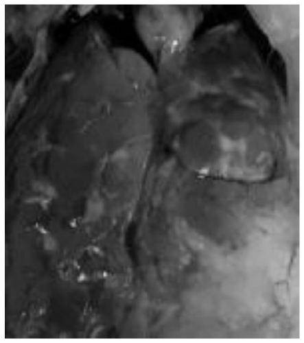 A method for preparing multiple yolk antibodies for waterfowl