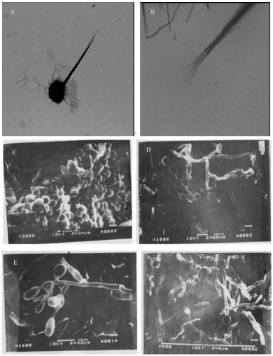 Aroma-producing sweet potato fungus and its application