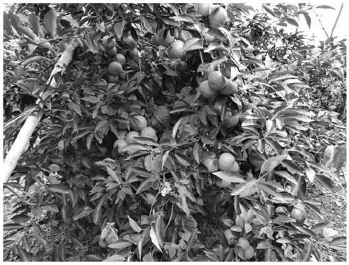 Cultivation method of seedless Citrus reiculata Blanco
