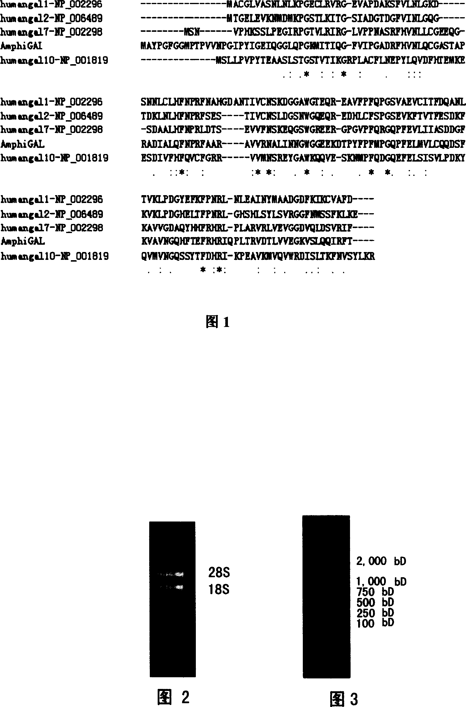 Amphioxus galactose lectin AmphiGAL13-gene and its use