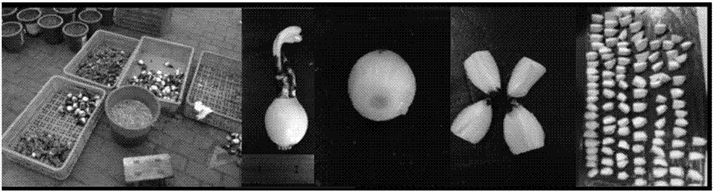 Lycoris radiate bulb block air culture cuttage propagation method