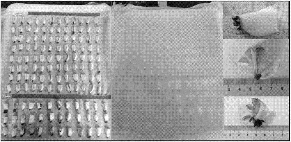 Lycoris radiate bulb block air culture cuttage propagation method