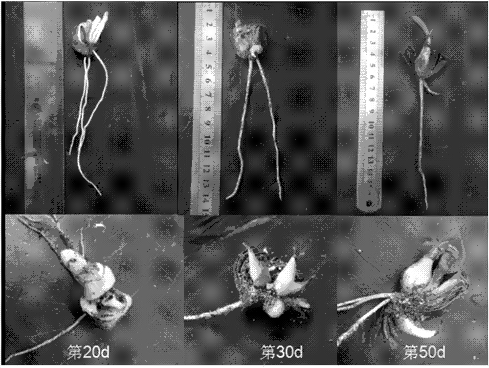 Lycoris radiate bulb block air culture cuttage propagation method