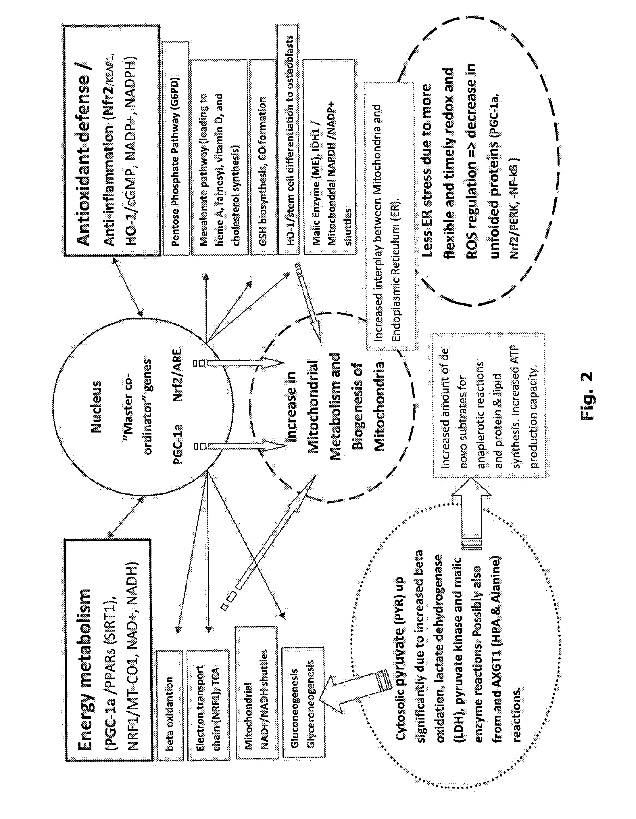 Method for enhancing energy production and metabolism in cells