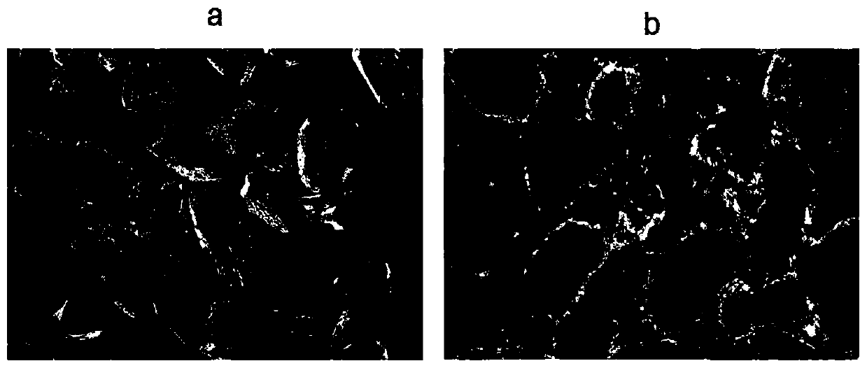 Method for separating buckwheat anti-digestion endosperm cells and cotyledon nutrition powder in electric field