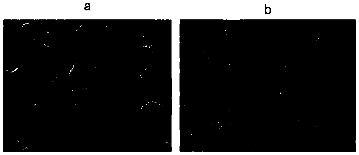 Method for separating buckwheat anti-digestion endosperm cells and cotyledon nutrition powder in electric field