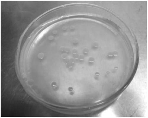 A strain of Chryseobacterium efficiently degrading picolinic acid and its application