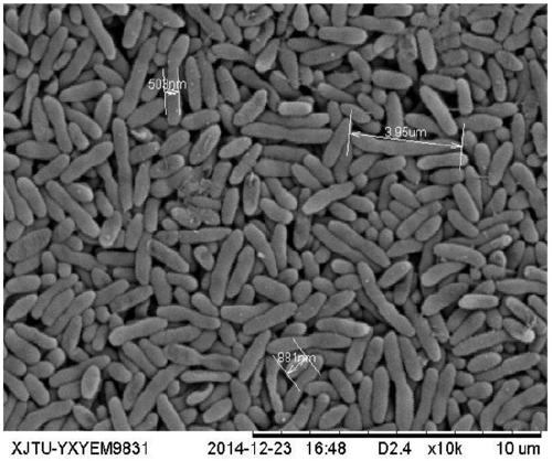 A strain of Chryseobacterium efficiently degrading picolinic acid and its application