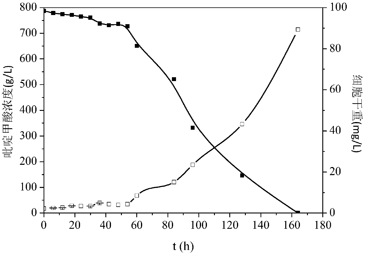 A strain of Chryseobacterium efficiently degrading picolinic acid and its application