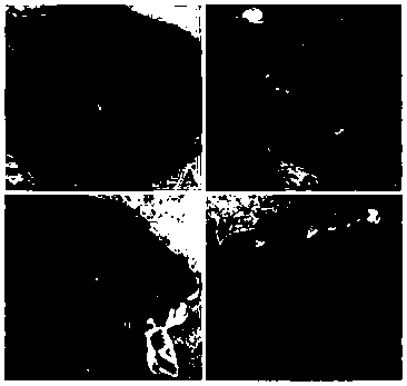 Papaya extract, as well as preparation method and use thereof