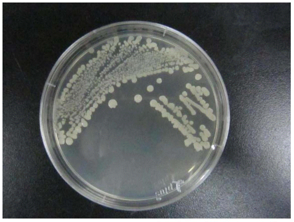 Bacillus subtilis and soybean meal fermentation pre-treatment process
