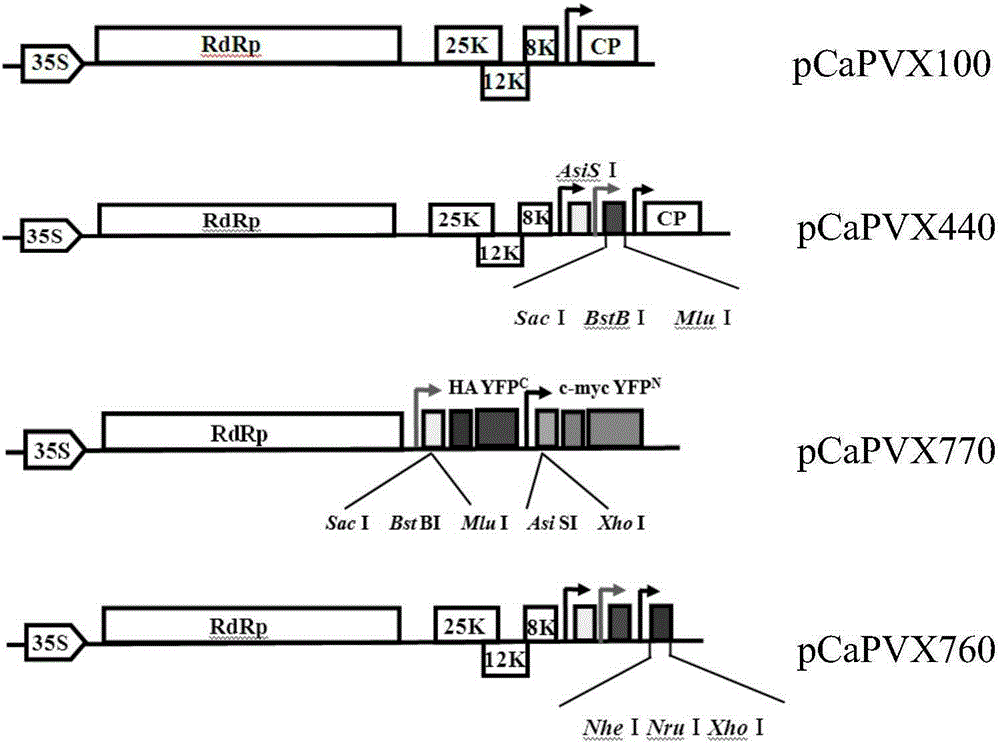 Construction method and application of potato x virus overexpression and bimolecular fluorescent complementation vector