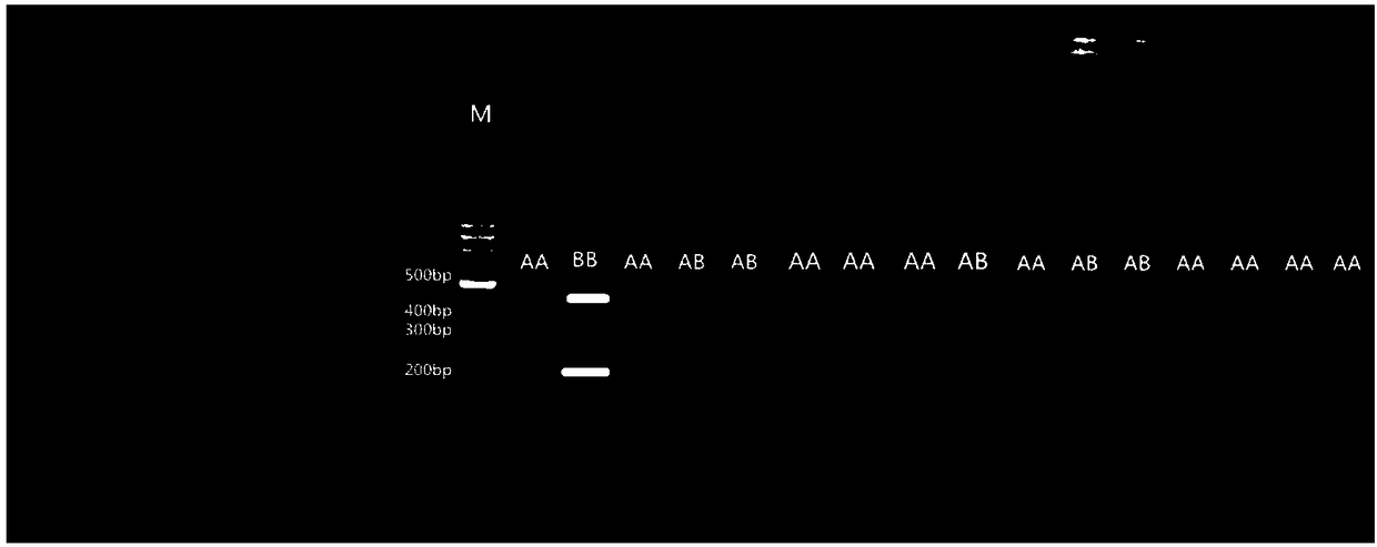 Detection method of three-way crossbred wagyu cattle CAPN1 gene A316G mutation site and application thereof