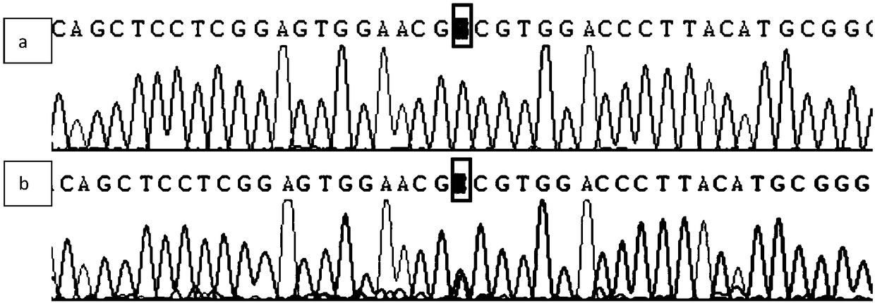 Detection method of three-way crossbred wagyu cattle CAPN1 gene A316G mutation site and application thereof