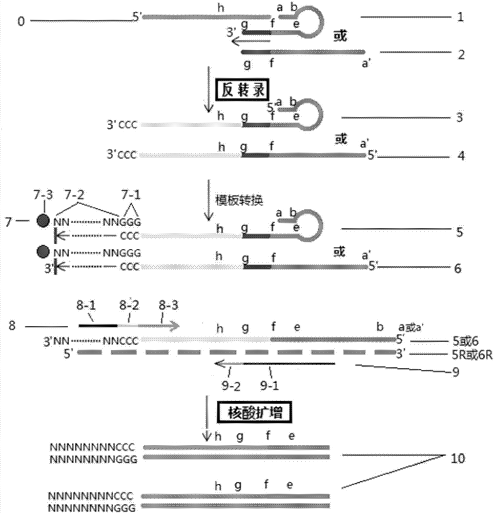 Short fragment nucleic acid chain detection method and pre-amplification method