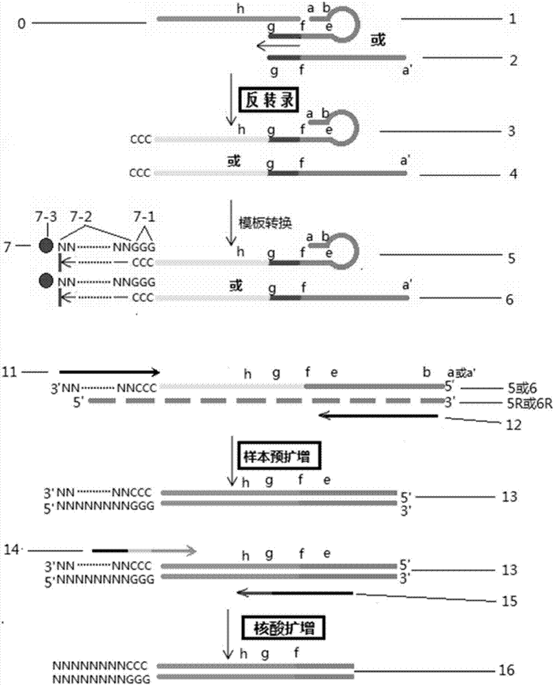Short fragment nucleic acid chain detection method and pre-amplification method