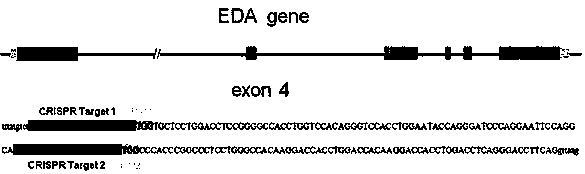 A model and establishment method of CRISPR/Cas9-induced scale-deletion zebrafish