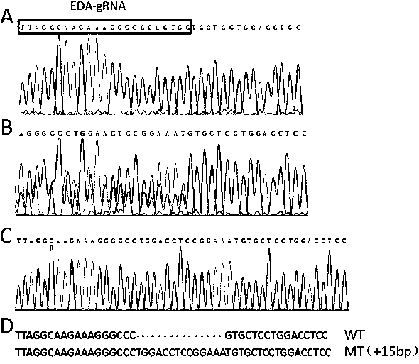 A model and establishment method of CRISPR/Cas9-induced scale-deletion zebrafish