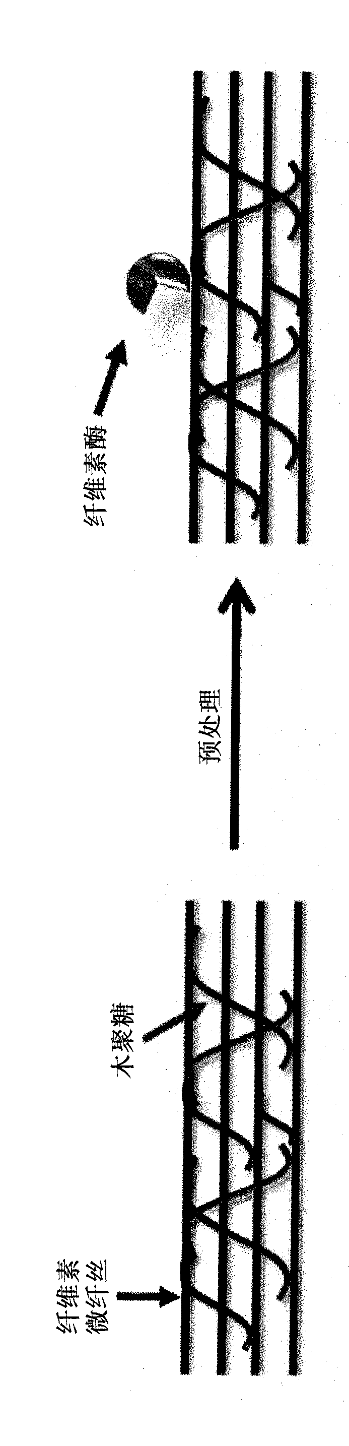 Transgenic plants with improved saccharification yields and methods of generating same