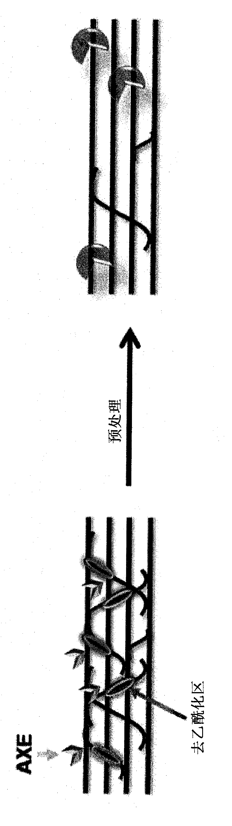 Transgenic plants with improved saccharification yields and methods of generating same