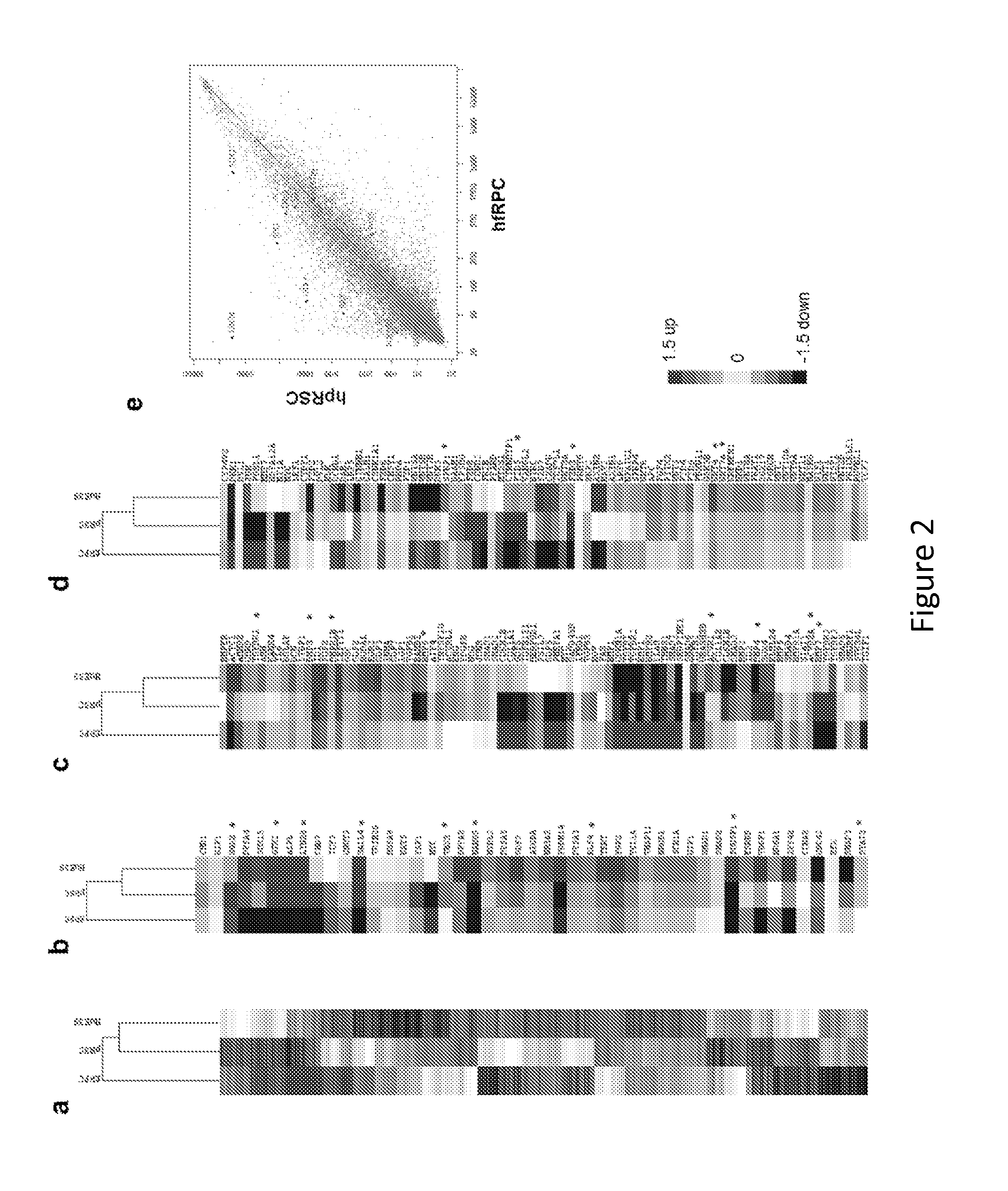 Methods of mammalian retinal stem cell production and applications