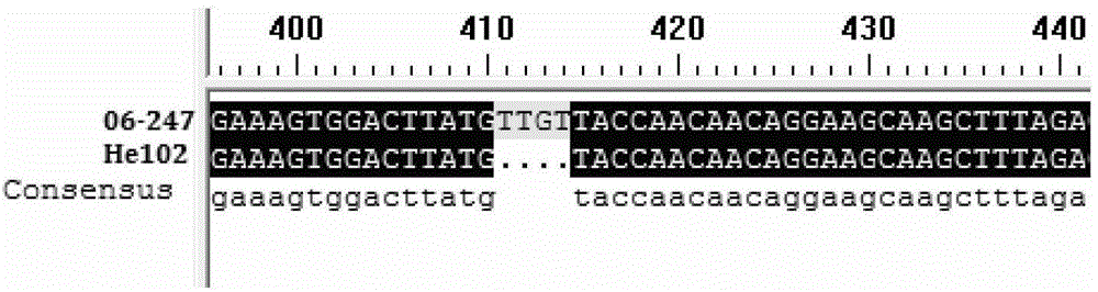 Specific molecular marker of deletion mutation of base at site of eIF(iso) 4E.c of Chinese cabbage and application thereof