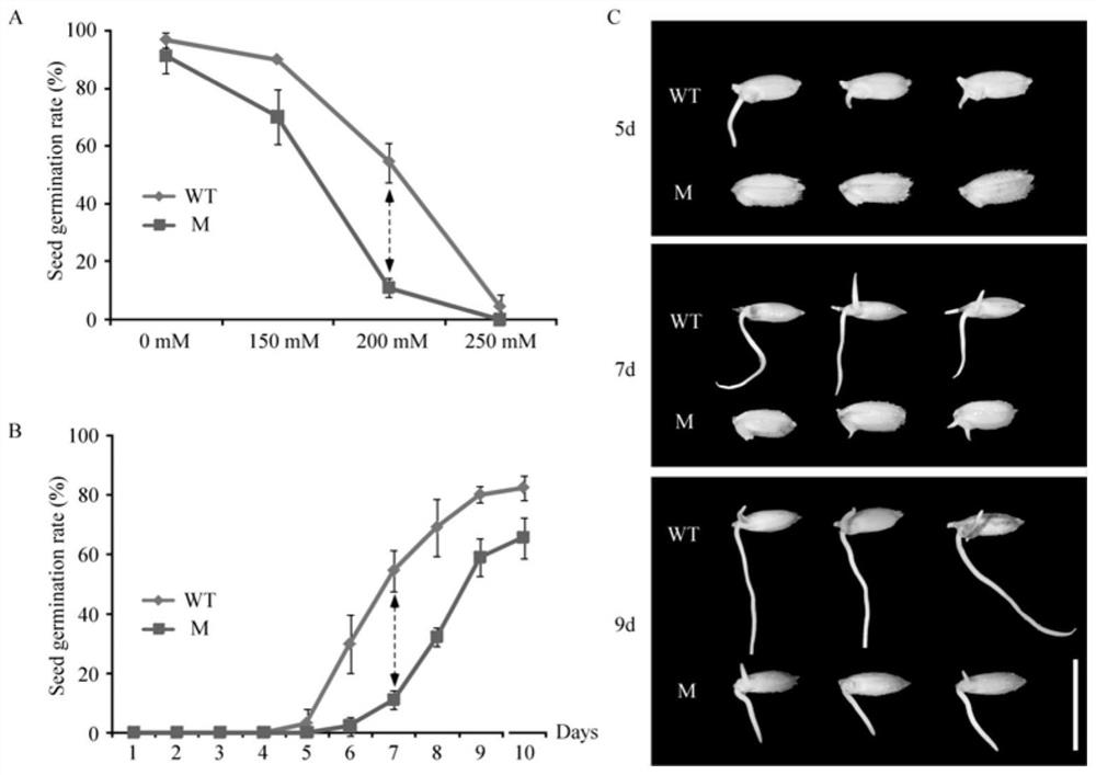 Application of rice potassium ion transport protein gene OsHAK9 in improving seed germination capacity under salt stress