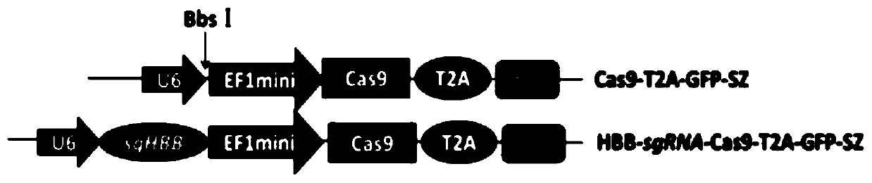 Method for introducing CRISPR-Cas9 system into human stem cells