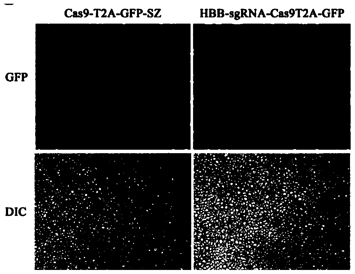 Method for introducing CRISPR-Cas9 system into human stem cells