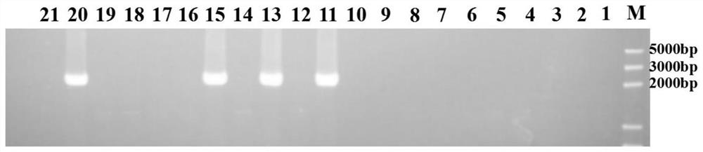 Application of fluthiazolidin resistance gene rorp1 as a screening marker for oomycete transformation