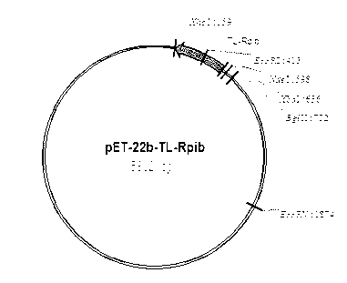 Recombinant ribose-5-phosphate isomerase and application thereof