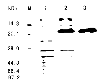 Recombinant ribose-5-phosphate isomerase and application thereof