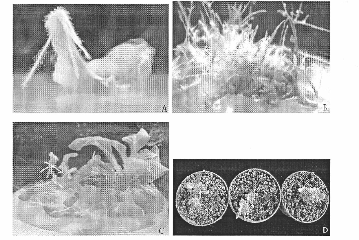 Cultivating method of transgenic petunia capable of removing environmental pollutants efficiently