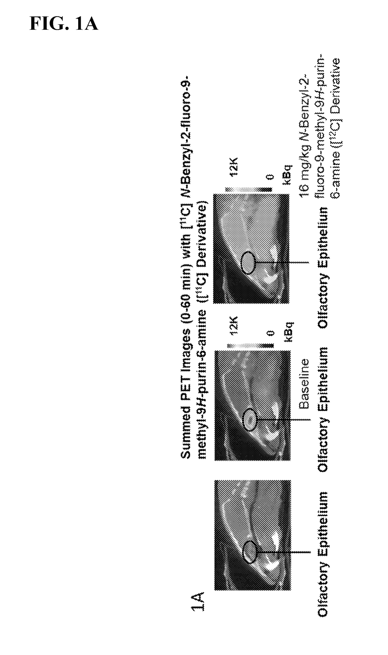 Imaging agents for neural flux