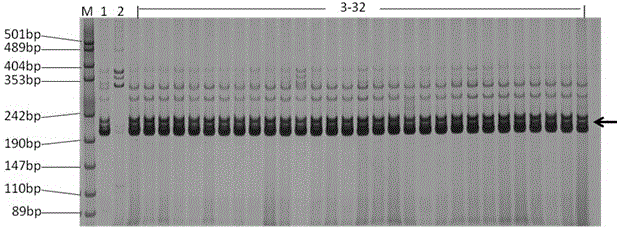 Molecular identification method for zero-type fruit branch genes of cotton