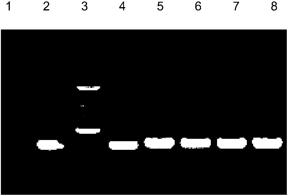 siRNA and mutant cloning vector prepared based on RNAi technology and rescue principle